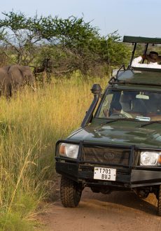 Safari